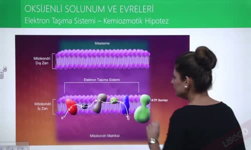 EBA BİYOLOJİ LİSE - HÜCRESEL SOLUNUM - OKSİJENLİ SOLUNUM VE EVRELERİ - ELEKTRON TAŞIMA SİSTEMİ; KEMİOZMOTİK HİPOTEZ