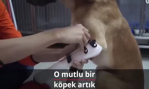 Protez Bacak Takılan Köpeğin Mutluluğu