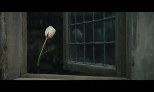 Tulip Fever Fragman