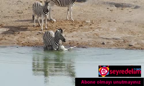 Vahşi Doğa Bildiğiniz Gibi: Yavruyu Öldürmeye Çalışan Zebra