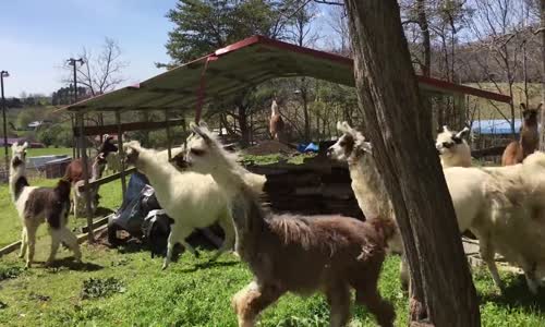 Küçük Köpeği Kovalayan Lama Sürüsü