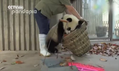 Temizlik Yapan Kadının Pandalardan Çektikleri