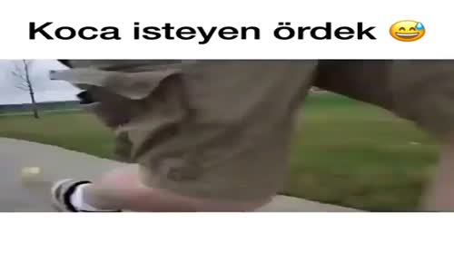 Koca İsteyen Ördek