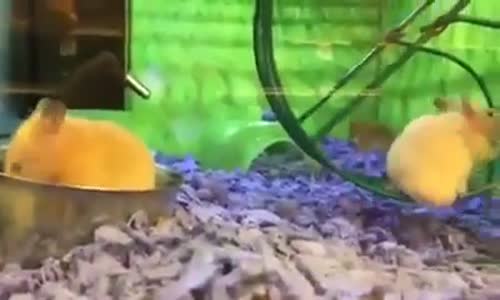 Hamster'lerin Saygısızca Eğlenmesi