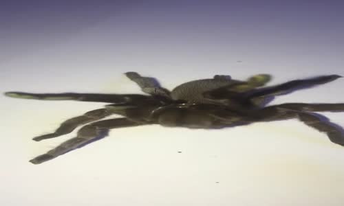 Yırtıcıları Caydırmak İçin Çıngıraklı Yılan Sesi Çıkaran Tarantula