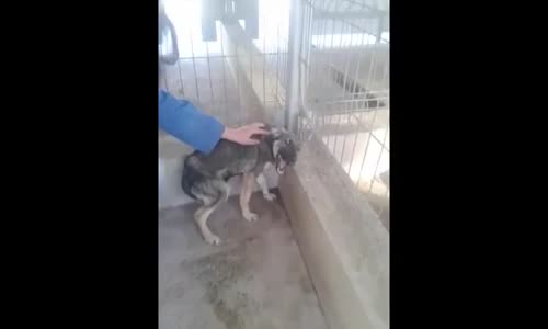 İlk Kez Sevilen Köpeğin İlginç Tepkisi 