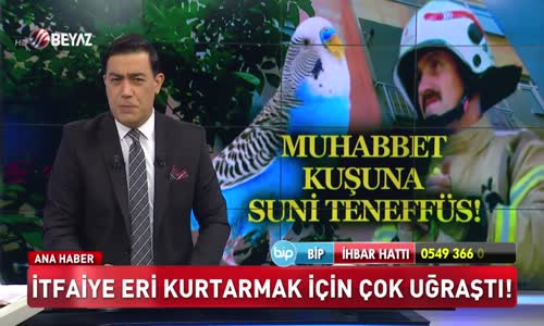 Muhabbet kuşuna suni teneffüs!