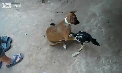 Köpeğe Kafayı Takan Horoz