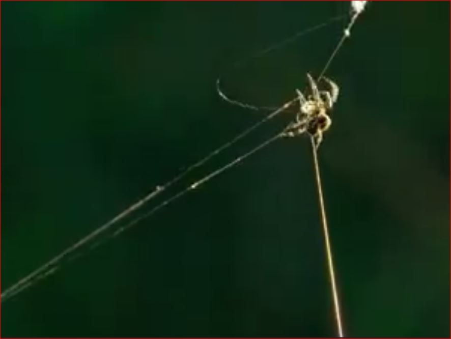 Örümceğin 25 Metre Ağ Fırlatması