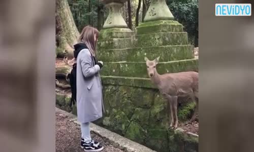 Zavallı Geyiğin Dakikalarca Japon Kızla Selamlaşması