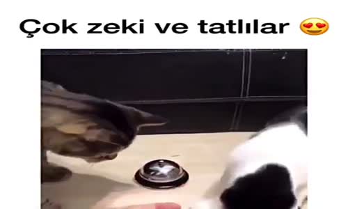 Kediler Zile Basınca Bakın Ne Oluyor 