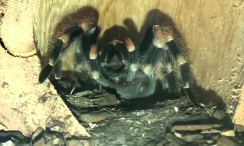 Kendisini Tımar Eden Tarantula