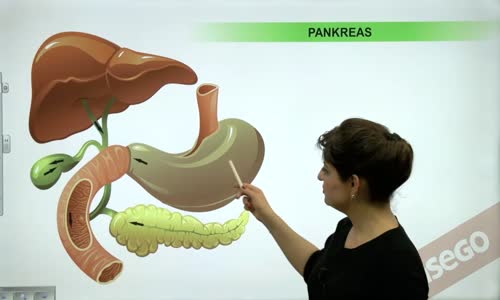 EBA BİYOLOJİ LİSE - SİNDİRİM SİSTEMİ - SİNDİRİM ORGANLARI VE YARDIMCI BEZLER - PANKREAS