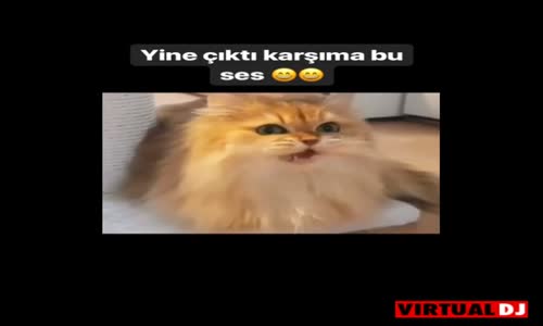 Dj Kedi Kahkaha DjBurakUlus Komik Remix 2018