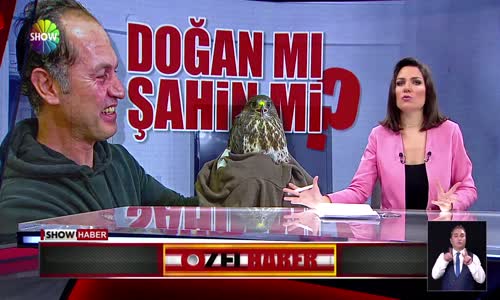 ''Doğan görünümlü Şahin''