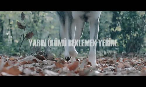 Sansar Salvo Feat Şanışer  Yarın Ölümü Beklemek Yerine Official Video