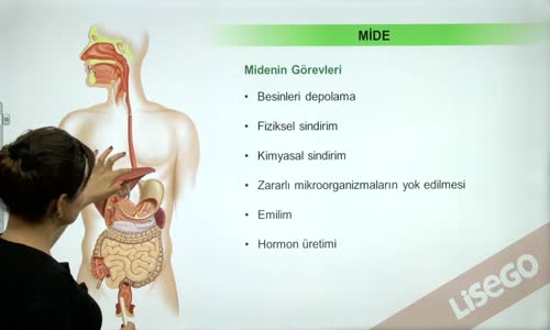 EBA BİYOLOJİ LİSE - SİNDİRİM SİSTEMİ - SİNDİRİM ORGANLARI VE YARDIMCI BEZLER - MİDE