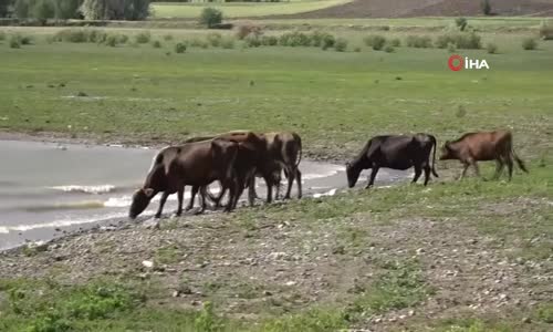 Kuraklığın Etkili Olduğu Barajda Afrika’yı Aratmayan Görüntüler