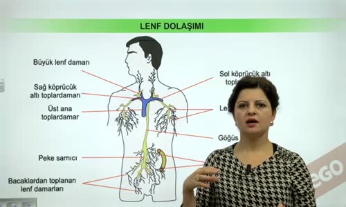 EBA BİYOLOJİ LİSE - DOLAŞIM SİSTEMİ - İNSANDA DOLAŞIM SİSTEMİ - LENF DOLAŞIMI