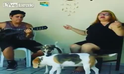 Köpeklerin Yaramazlığı Yüzünden Yarım Kalan Şarkı