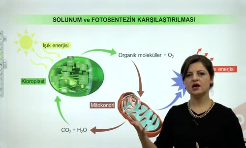 EBA BİYOLOJİ LİSE - HÜCRESEL SOLUNUM - OKSİJENLİ SOLUNUM SONUÇLARI - SOLUNUM VE FOTOSENTEZİN KARŞILAŞTIRILMASI