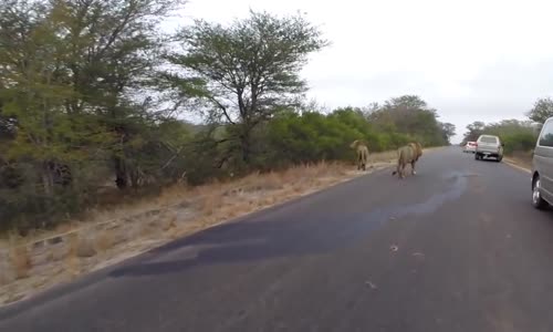 Aslanların Afrika Antilobu Trafikte Avlaması