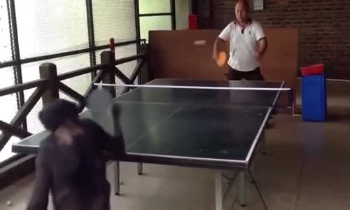 Maymun Ping Pong Oynarsa