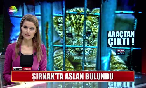 Şırnak'ta Arabadan Aslan Çıkması