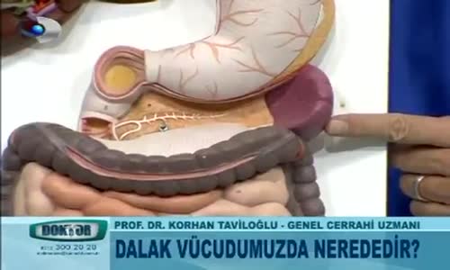 Dalak Vücudumuzun Neresindedir