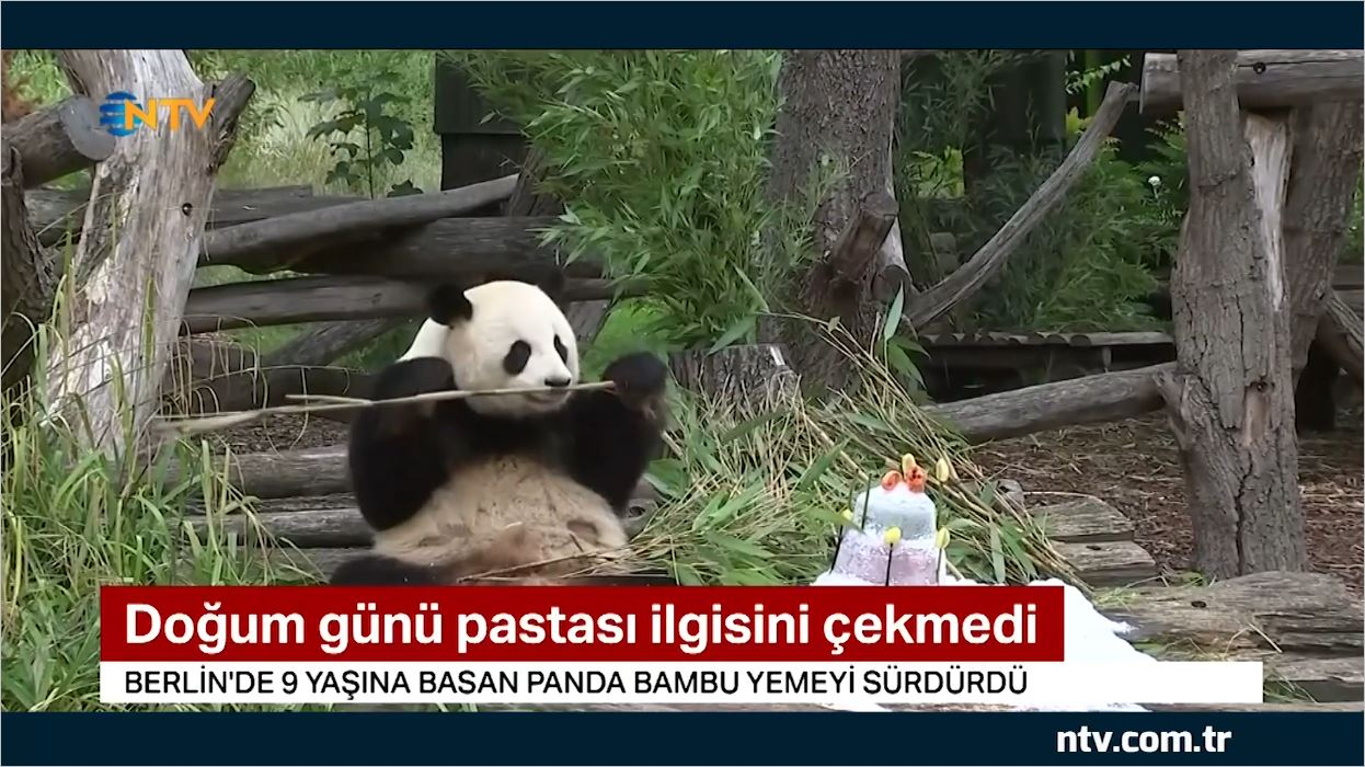 Doğum Günü Pastasını Beğenmeyen Panda