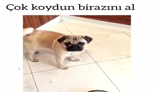 Köpeğin Masum Bakışları