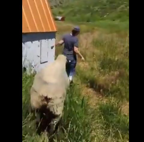 Koyunun Gazabına Uğrayan Kadın