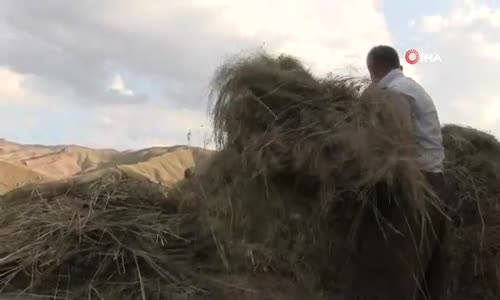 Şırnak'ta Saman Hasadı Başladı