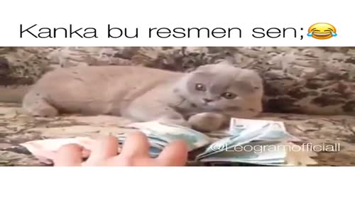 Paragöz Kedi