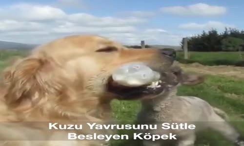 Kuzuya Süt İçiren Köpek