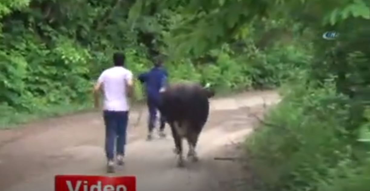 Boğalar Şampiyonlar Ligi için Kampa Girdi