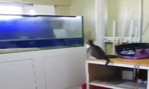 Sineği Kovalarken Akvaryuma Düşen Kedi