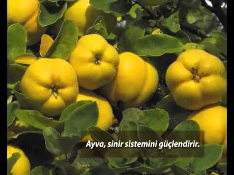 Ayva Mucizesi-Ayvanın Faydaları