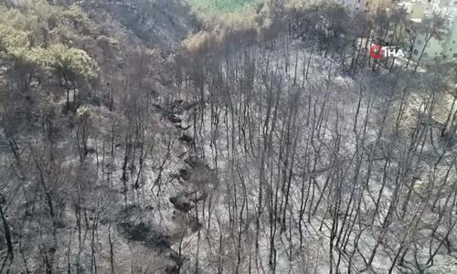 Hatay'da Yanan Ağaçlar Soğutuluyor