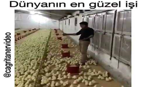 Dünyanın En Güzel İşi