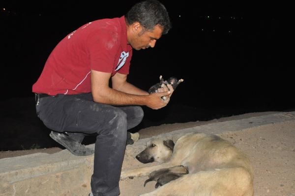 Yavru Köpekler 1 Saatte Kurtarıldı