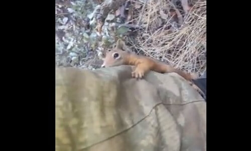 Sincabın Doğada Askerlerimizle Barışık Yaşaması