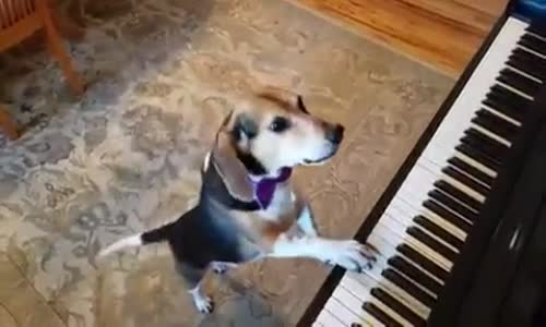 Köpekten Piyanolu Konser