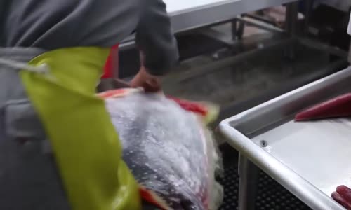 Dünyanın en büyük, en tehlikeli balıklarını bakın nasıl temizlediler