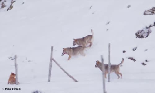 Köpekle Aşağılayıcı Şekilde Oyun Oynayan Kurtlar