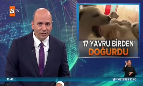 18 saatte 17 yavru doğurdu! 