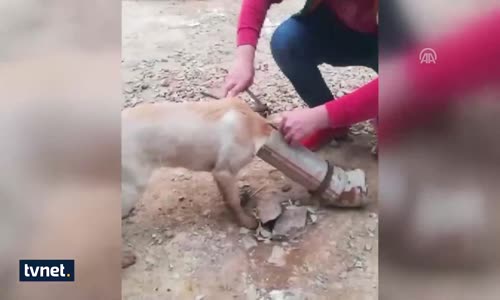 Başı Boruya Sıkışan Köpeği Şantiye Çalışanları Kurtardı