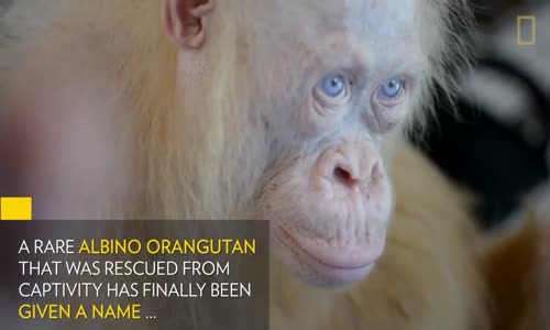 Endonezya'dan Oldukça Nadir Bir Konuğumuz Var: Albino Orangutan