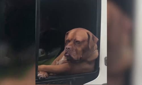 Minibüs Camından Bakan Köpeğin Komik Halleri