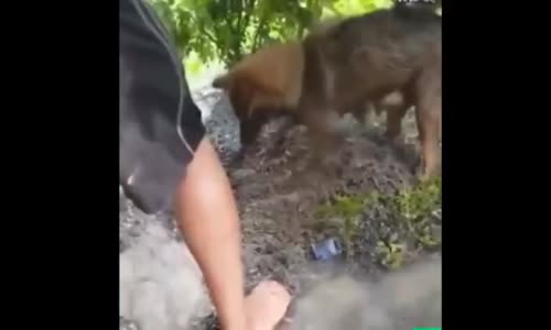 Köpek Ve Sahibinin Kurtarma Çalışmaları